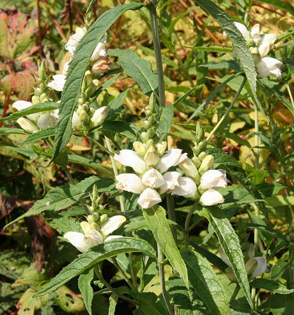 Chelone glabra (white turtlehead)