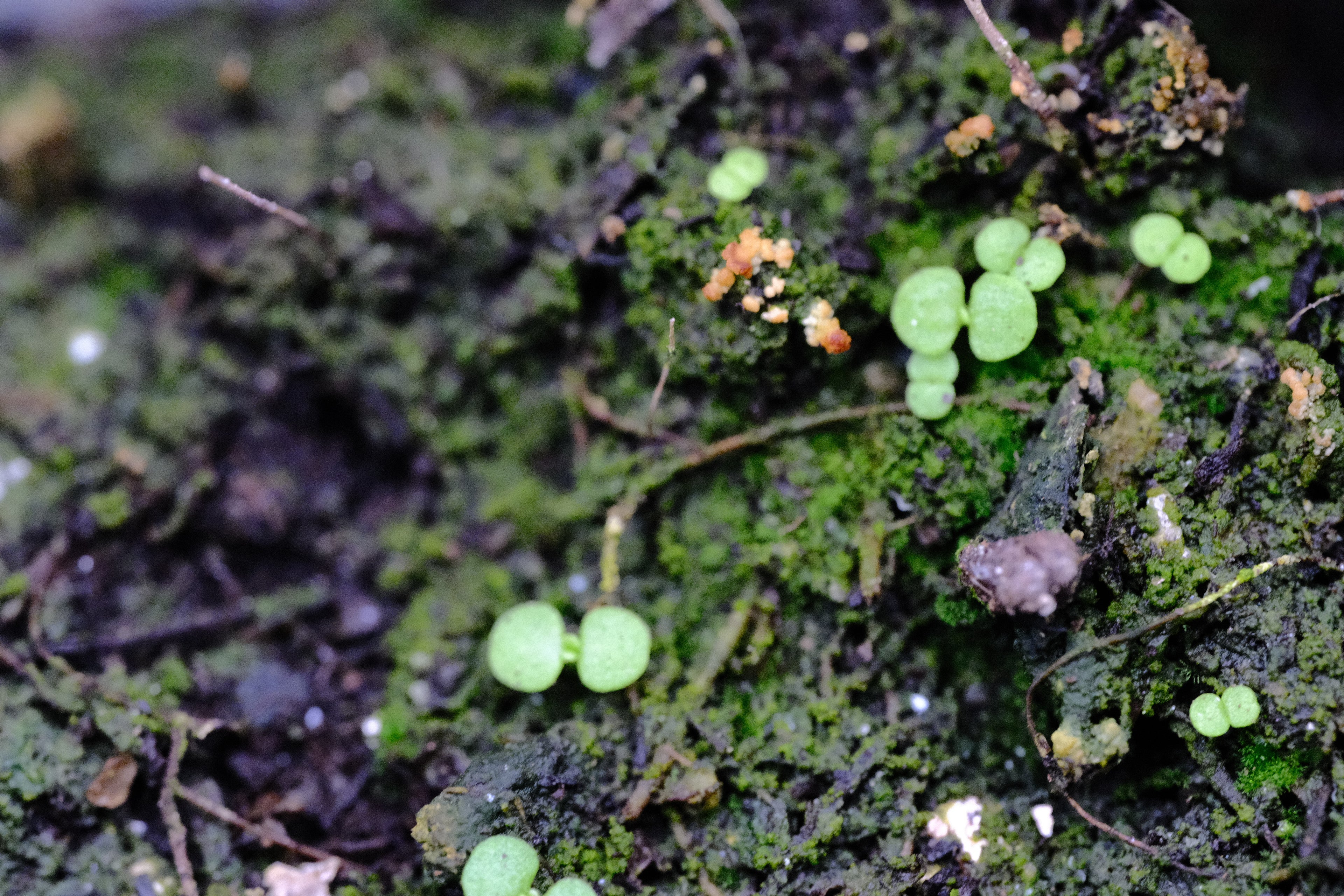 Chiastophyllum oppositifolium seedlings at The Old Dairy Nursery