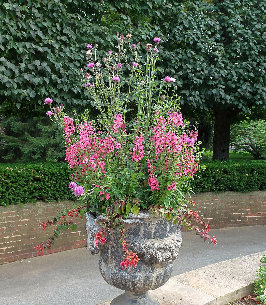 Cirsium japonicum &