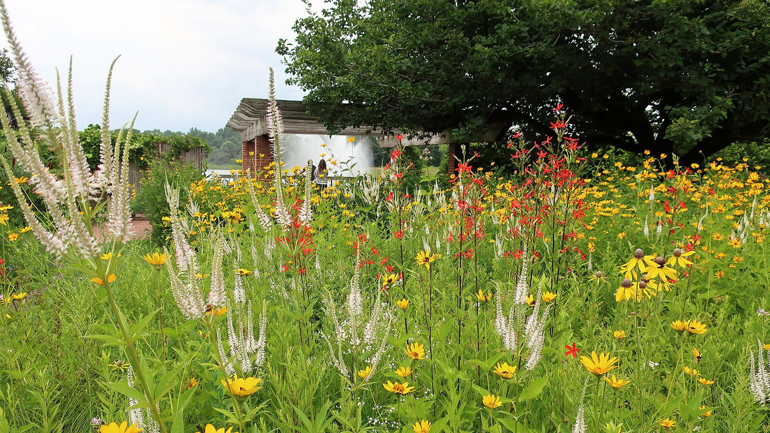 Silene regia (royal catchfly) blooming with Veronicastrum and Rudbeckia