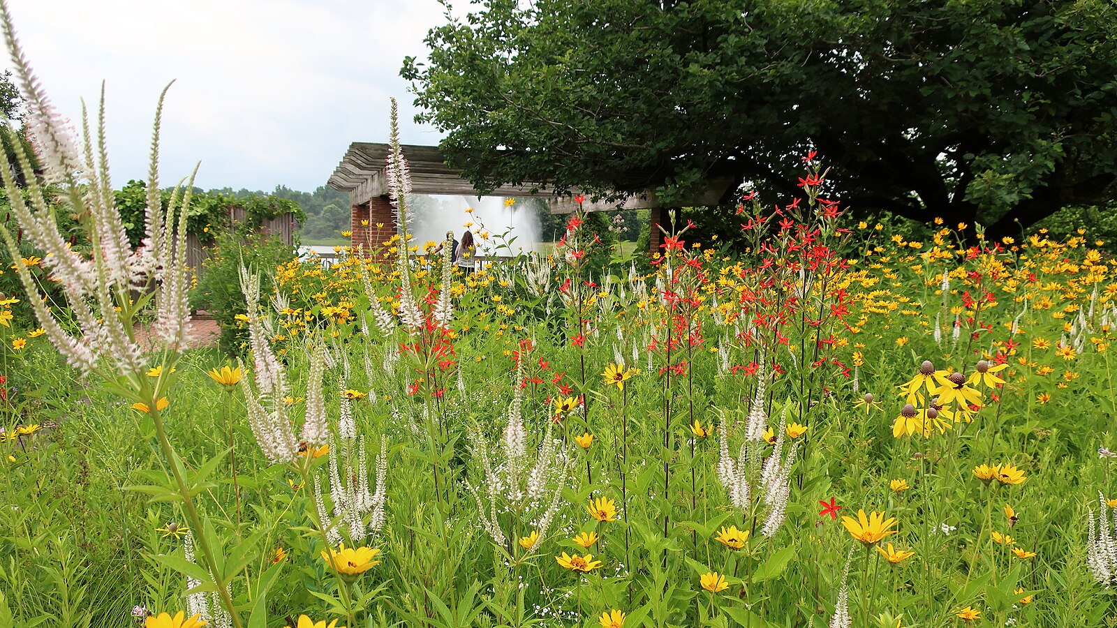 Silene regia (royal catchfly) blooming with Veronicastrum and Rudbeckia