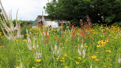 Silene regia (royal catchfly) blooming with Veronicastrum and Rudbeckia
