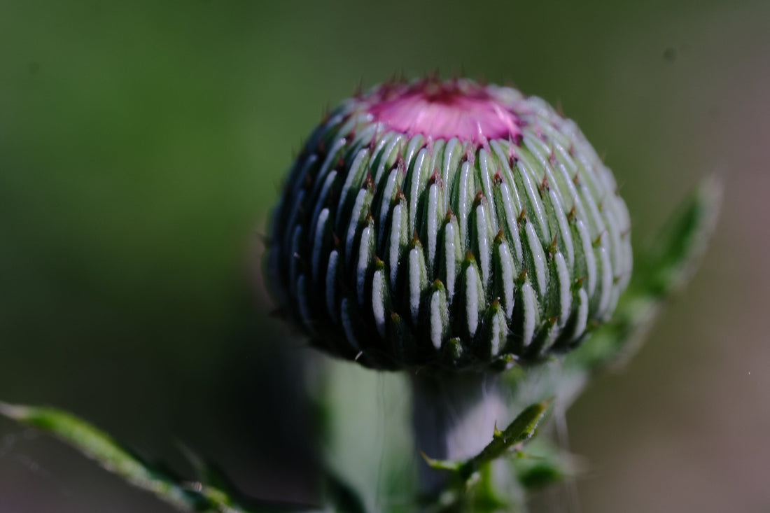 Cirsium japonicum &