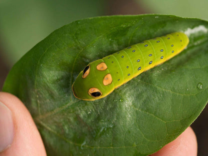 spicebush swallowtail caterpillar