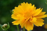 Coreopsis grandiflora &
