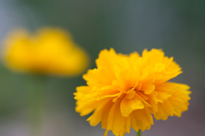 Coreopsis grandiflora &