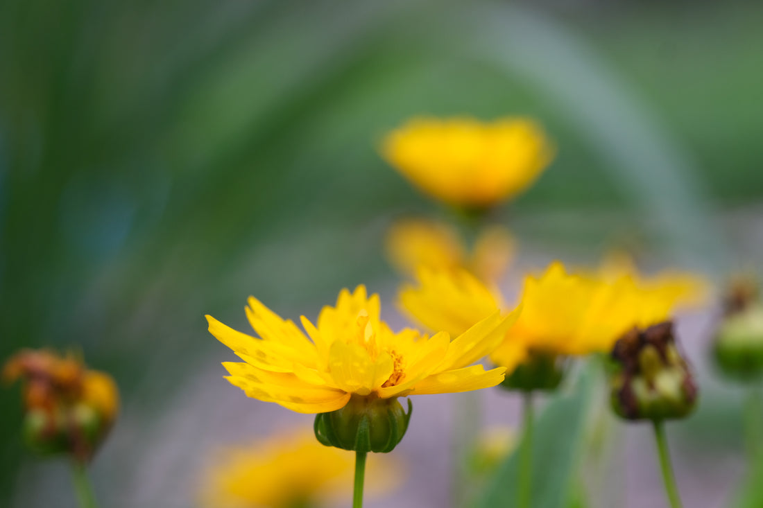 Coreopsis grandiflora &