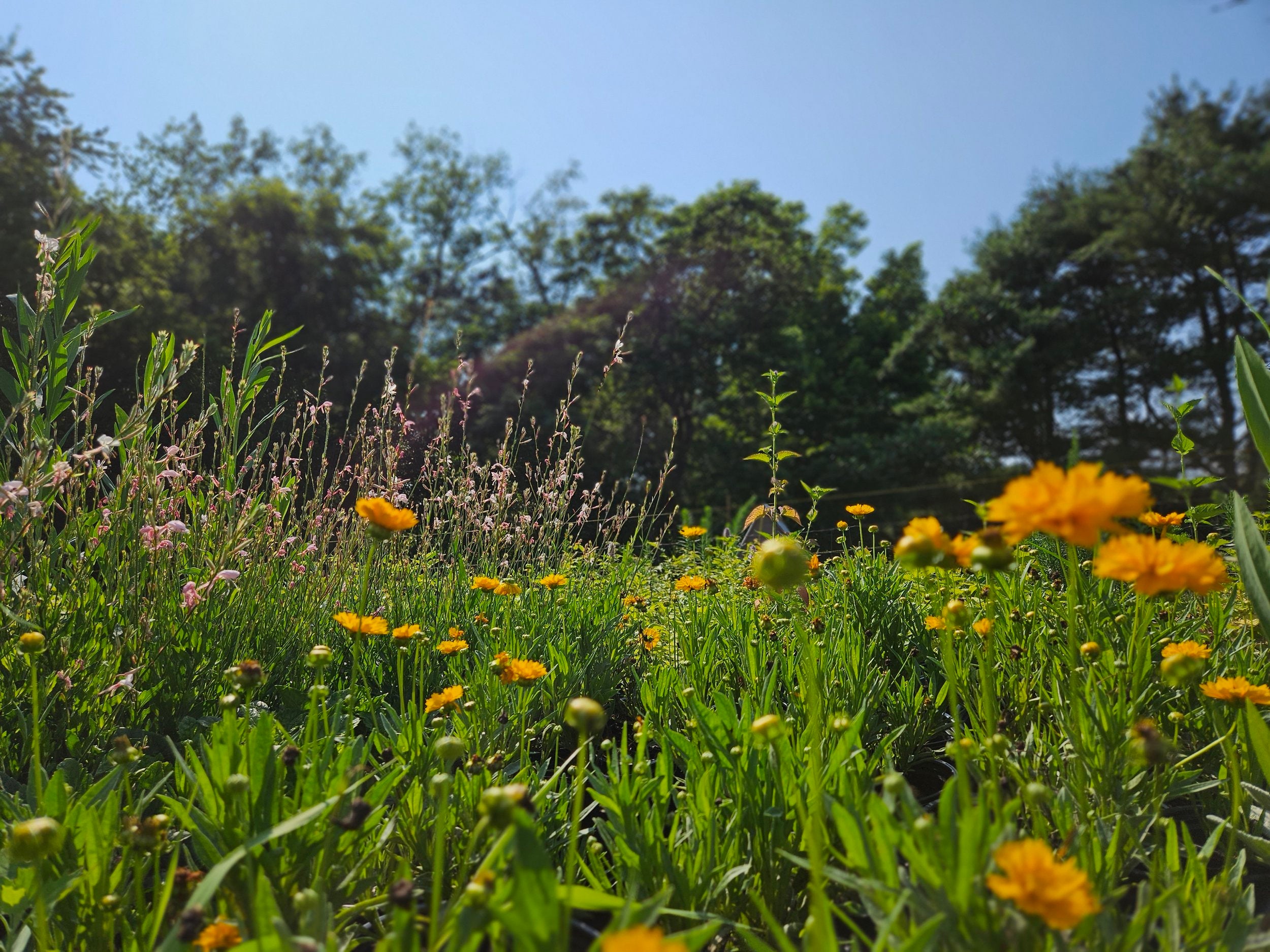 Coreopsis grandiflora &