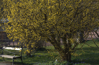 Cornus mas