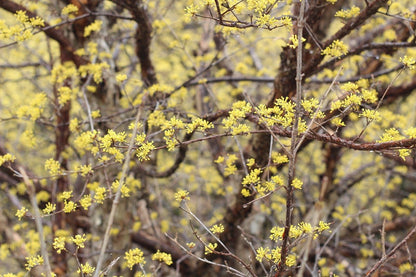 Cornus mas