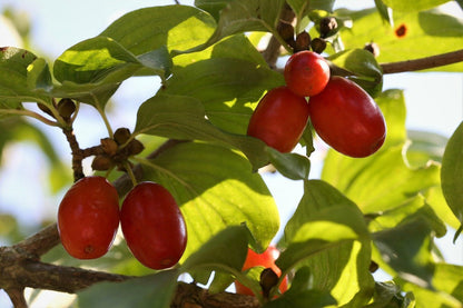 Cornus mas