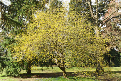 Cornus mas