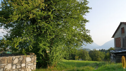 Cornus mas