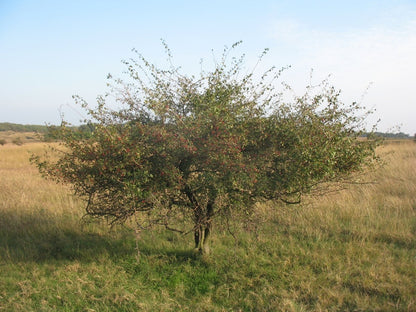 Cornus mas