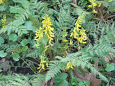 Corydalis cheilanthifolia (False Bleeding Heart) foliage and flowers