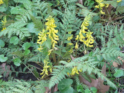 Corydalis cheilanthifolia (False Bleeding Heart) foliage and flowers