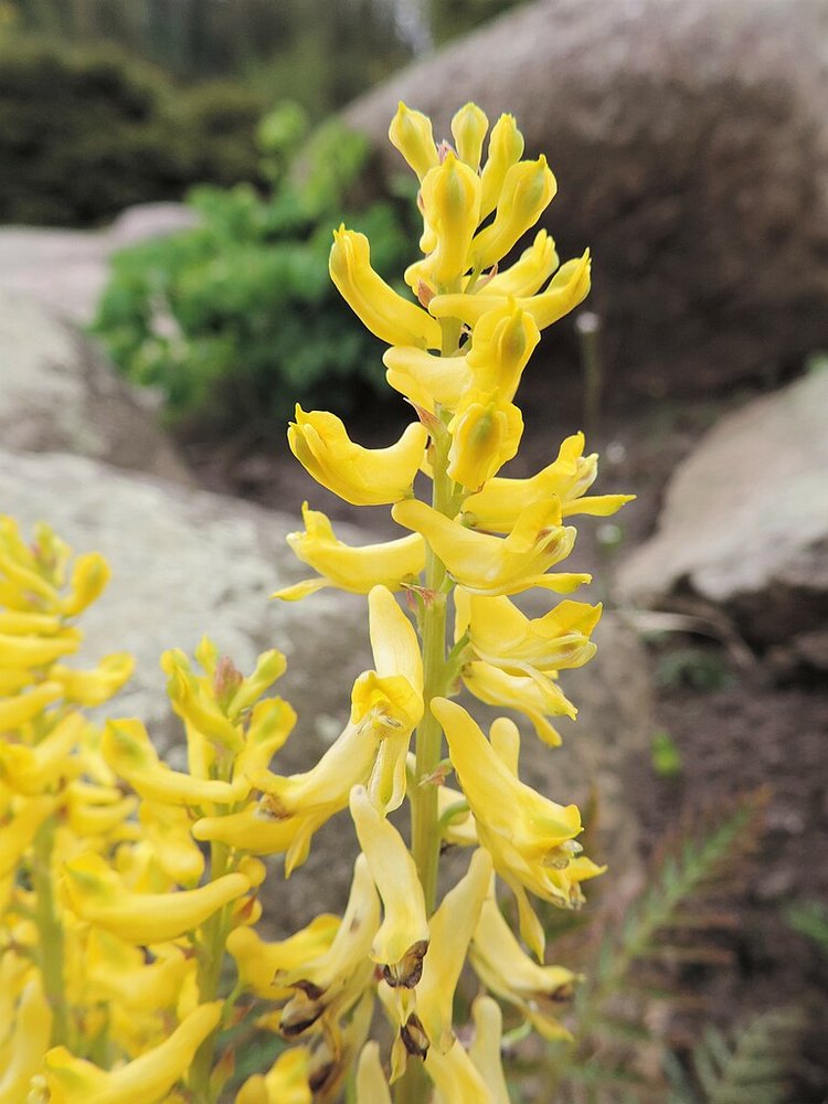 Corydalis cheilanthifolia (False Bleeding Heart) flowers