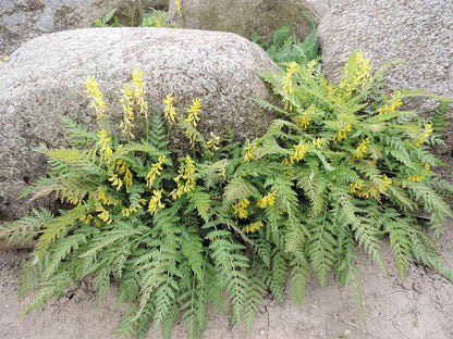 Corydalis cheilanthifolia (False Bleeding Heart) in rock garden