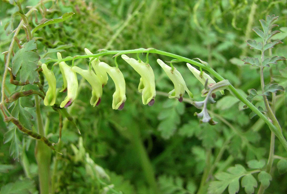Corydalis ophiocarpa (false bleeding heart)