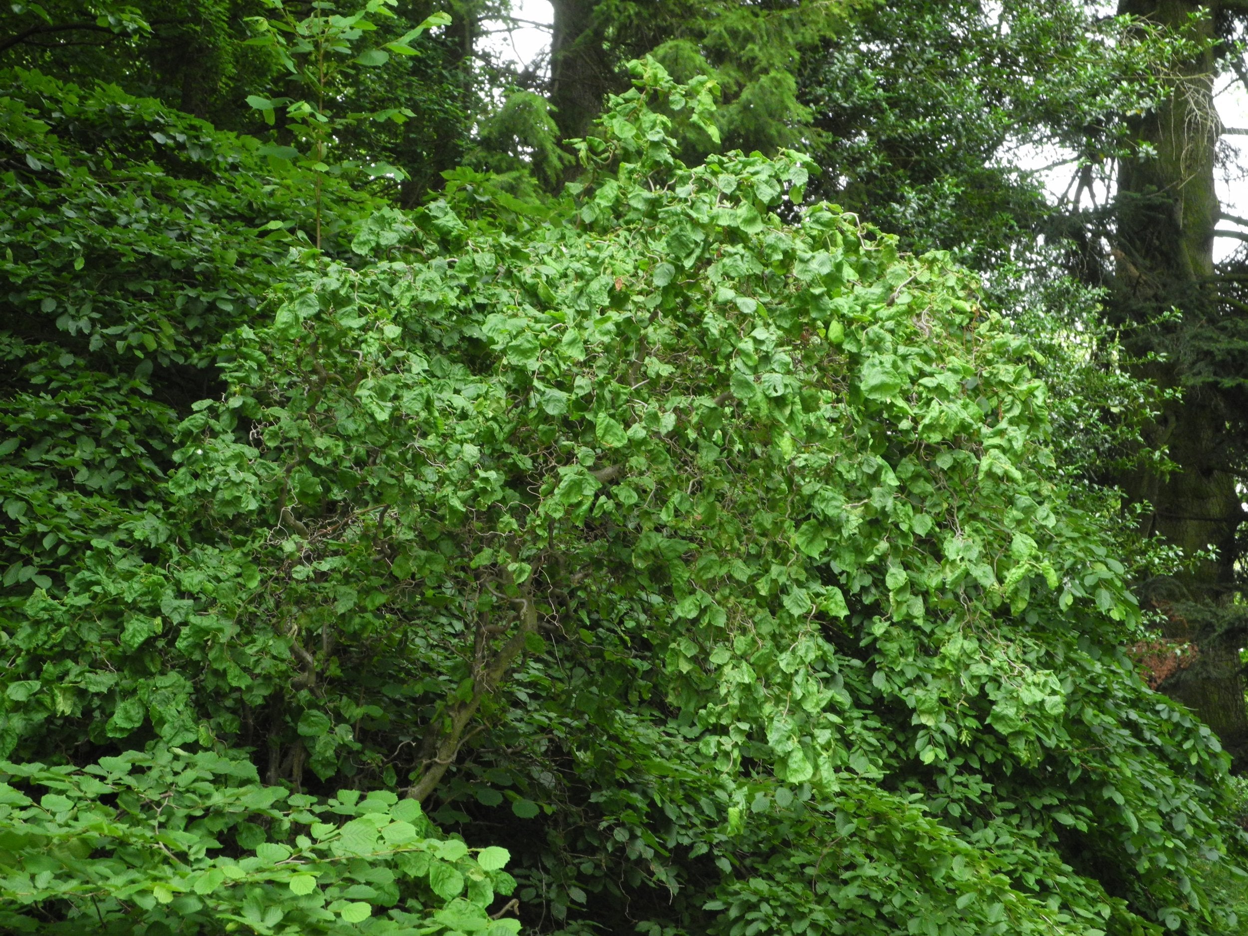Corylus avellana &