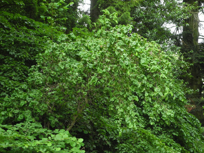 Corylus avellana &