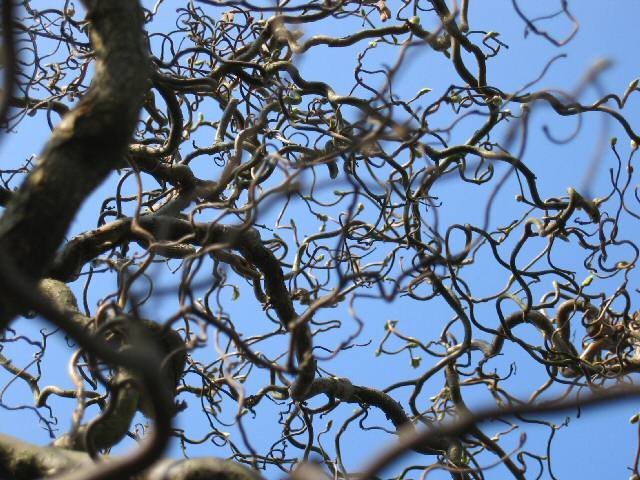 Corylus avellana &