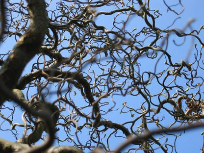 Corylus avellana &