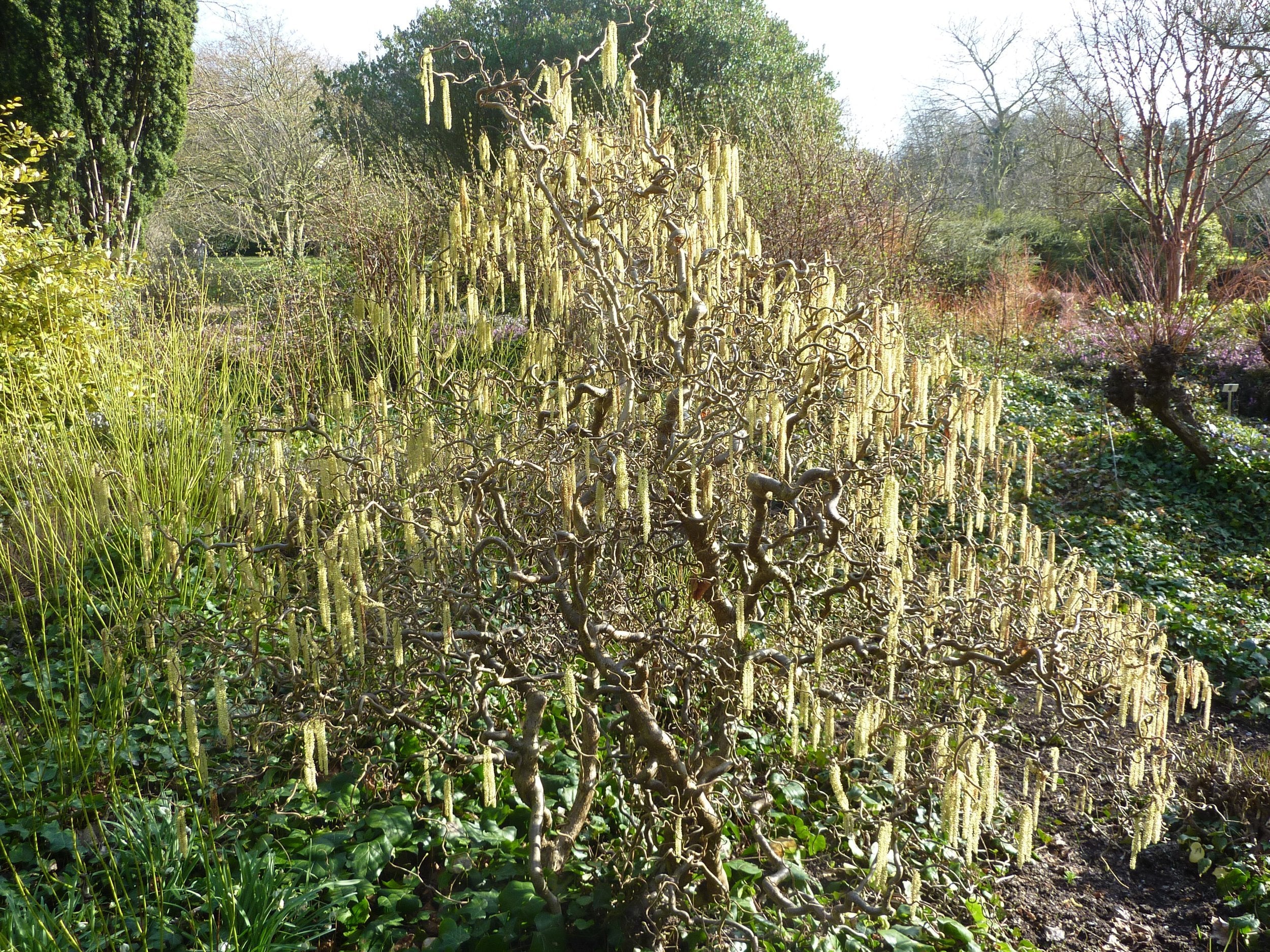 Corylus avellana &