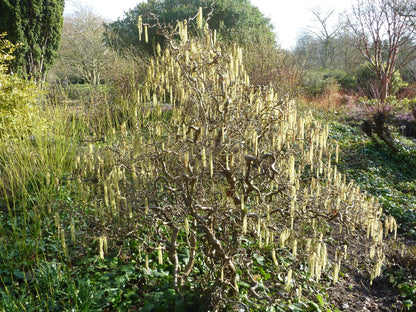 Corylus avellana &