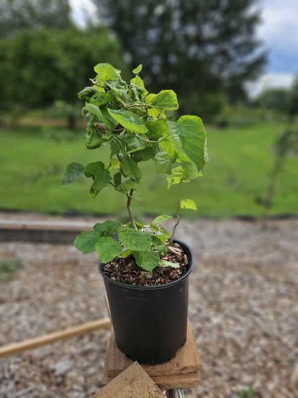 Corylus avellana &