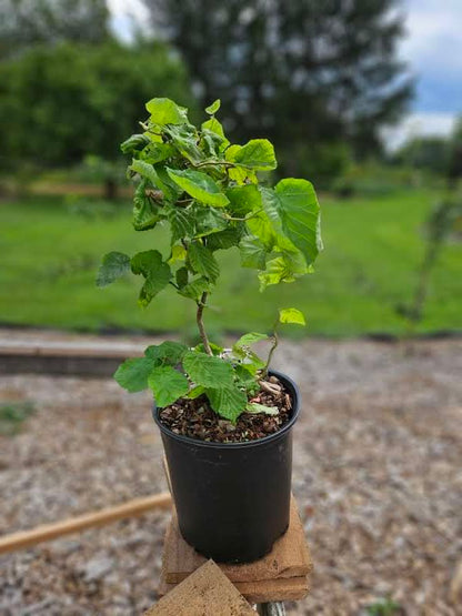Corylus avellana &