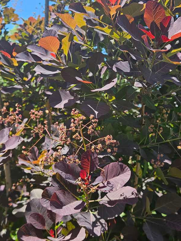 Cotinus coggygria var. purpurea (smokebush) foliage and flowers