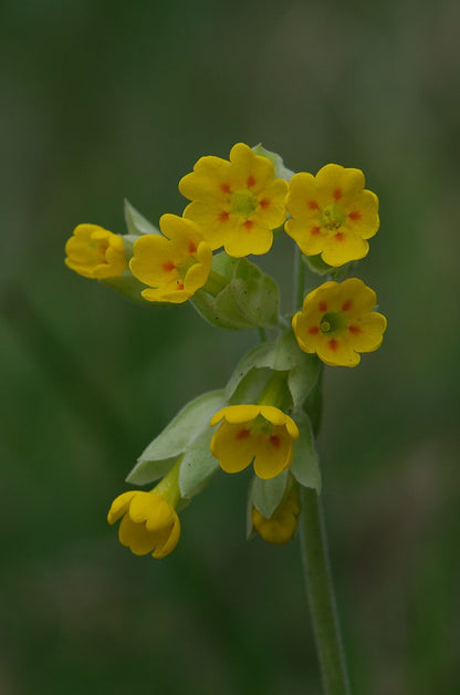 Primula veris