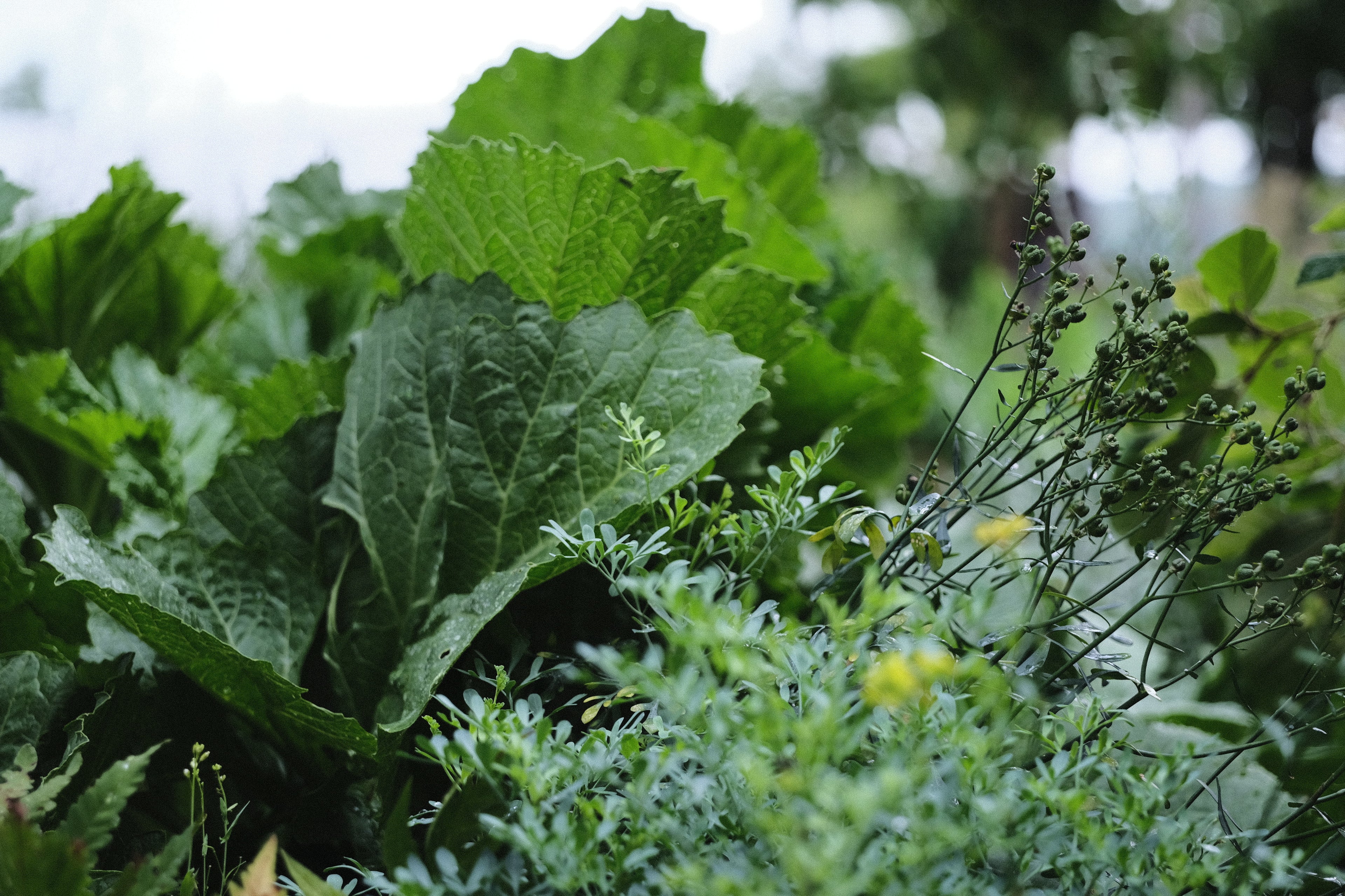 Crambe cordifolia (flowering sea kale) at The Old Dairy Nursery