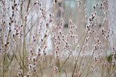 Salix gracilysta &