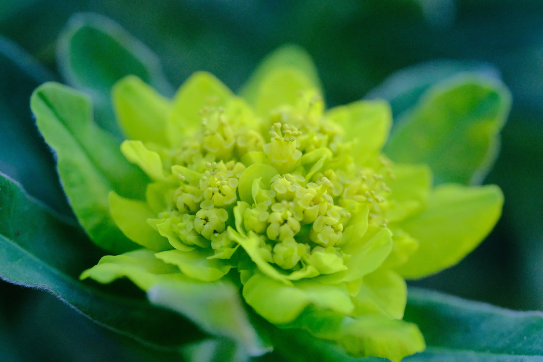 Euphorbia epithymoides (polychroma) | cushion spurge chartreuse flower