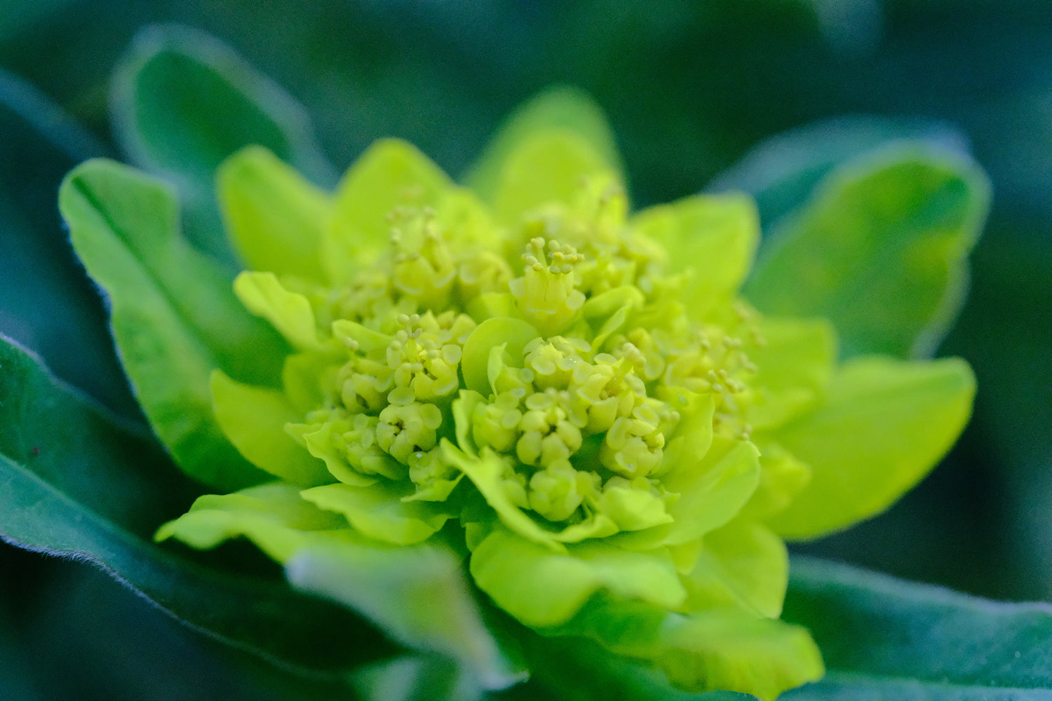 Euphorbia epithymoides (polychroma) | cushion spurge chartreuse flower