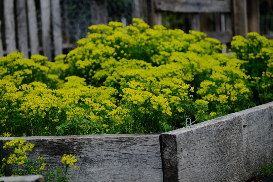 Euphorbia cyparissias | Cypress spurge flowering in the nursery