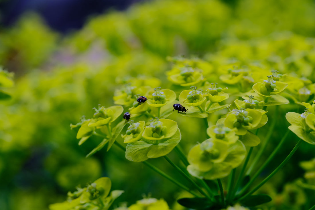 Euphorbia cyparissias | Cypress spurge yellow flowers with beetles