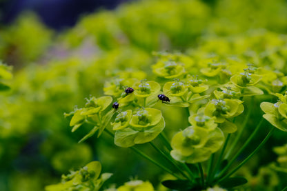 Euphorbia cyparissias | Cypress spurge yellow flowers with beetles