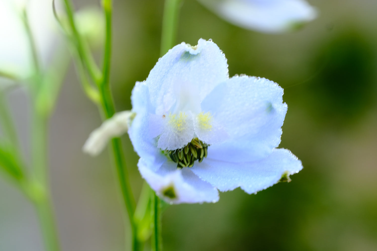 Delphinium x belladonna &