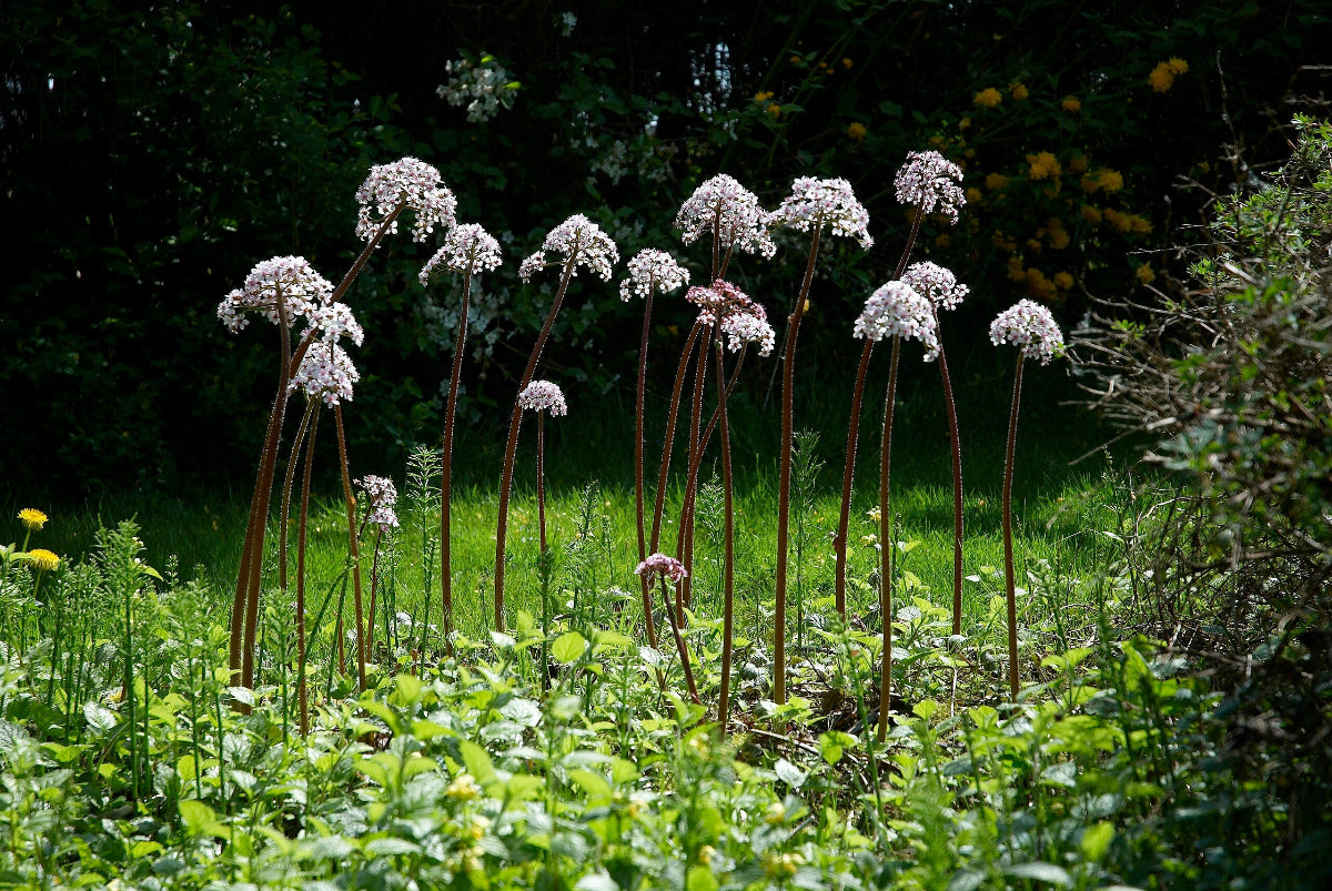 Darmera pelatata plant in bloom