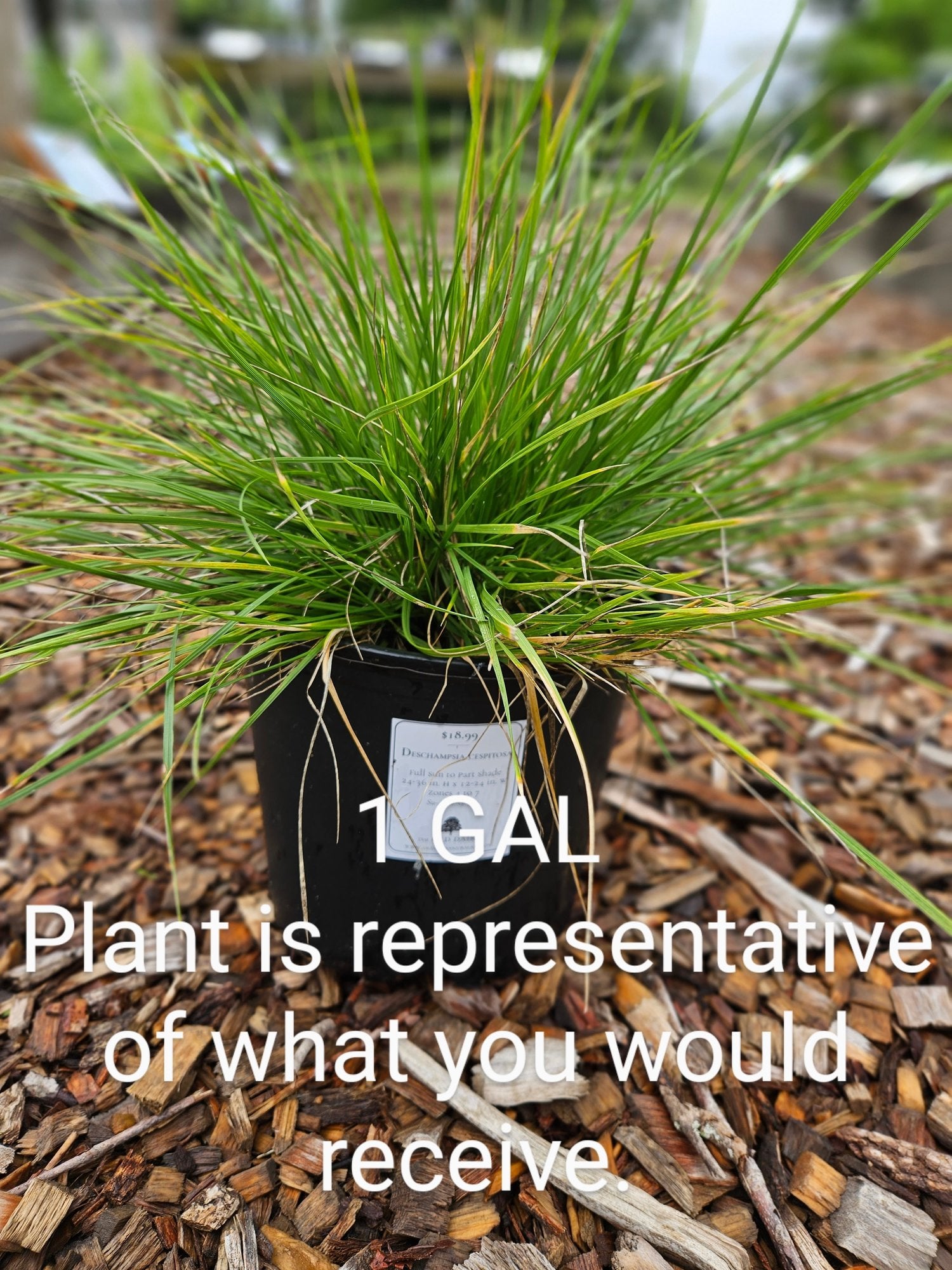 Deschampsia cespitosa (tufted hair grass) 1 gallon sale size at The Old Dairy Nursery