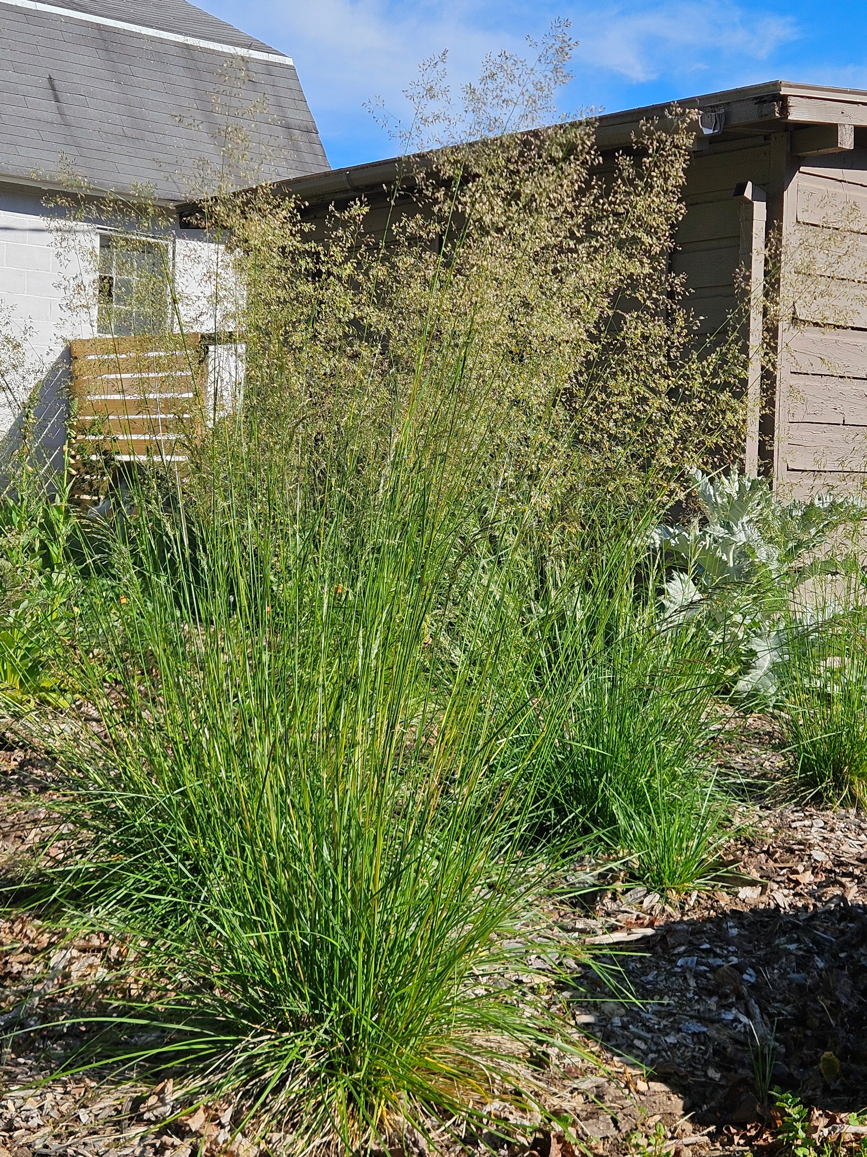 Deschampsia cespitosa (tufted hair grass) full form in bloom