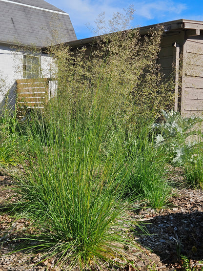 Deschampsia cespitosa (tufted hair grass) full form in bloom