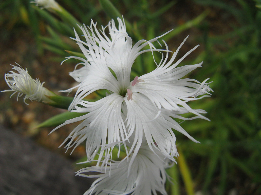 Dianthus superbus &