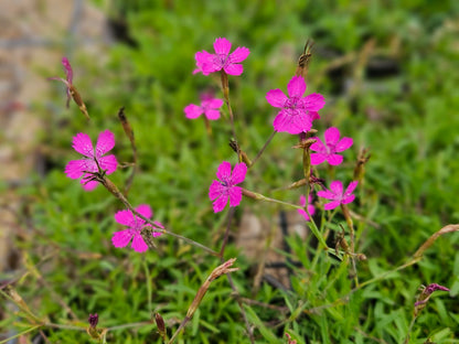 Dianthus deltoides (Maiden pinks) flowers