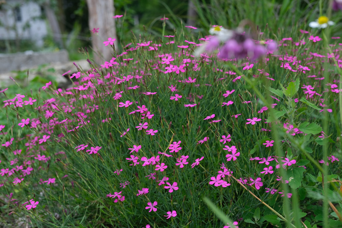 Dianthus deltoides (maiden pink) magenta flowers in the garden
