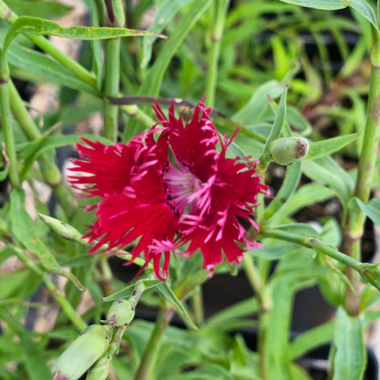 Dianthus superbus 'Crimsonia'