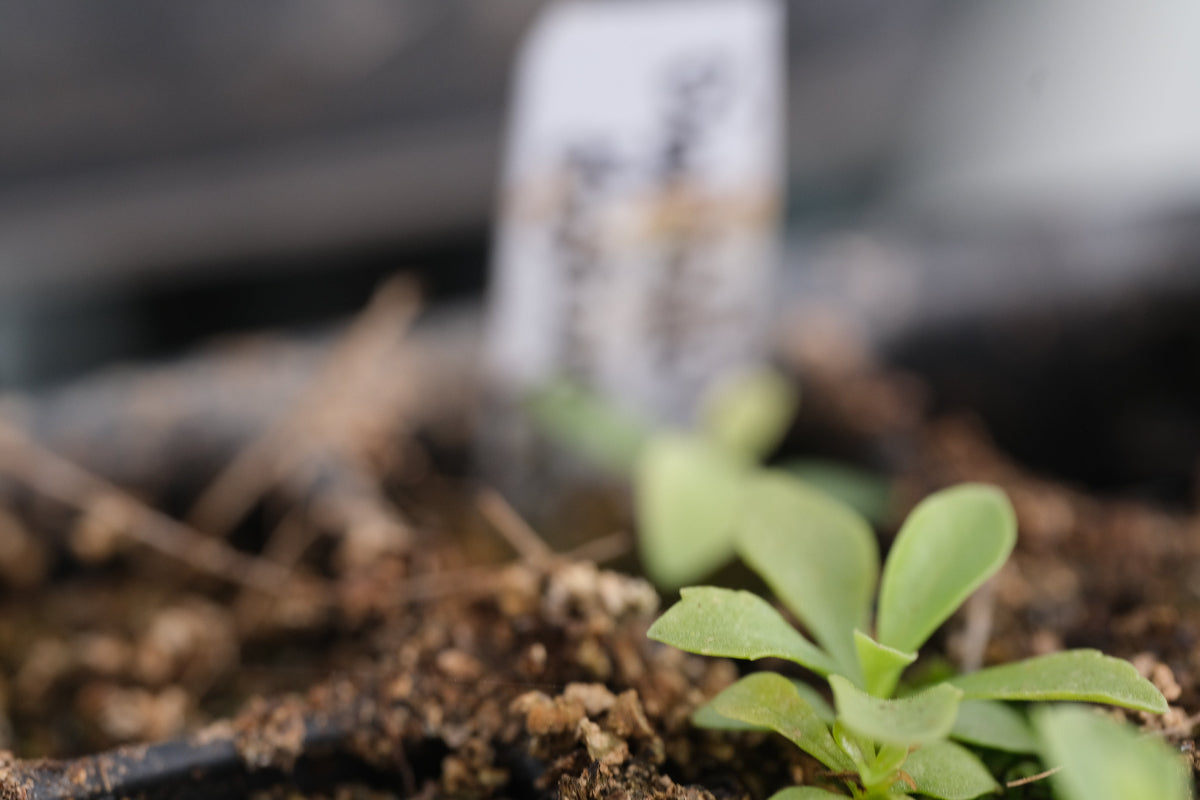 Digitalis obscura seedling
